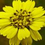 Coastal Tidytips (Layia platyglossa): These natives were abundant on the Coast Trail.